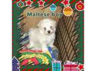 Maltese Puppy for sale in Boling, TX, USA