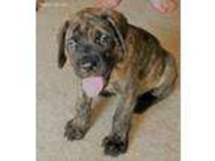 Mastiff Puppy for sale in Colfax, IA, USA