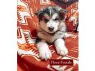 Puppyfinder Com Alaskan Malamute Puppies Puppies For Sale Near Me In Oregon Usa Page 1 Displays 10
