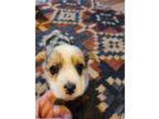 Pembroke Welsh Corgi Puppy for sale in Leesville, TX, USA