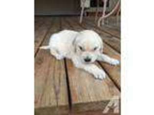 Golden Retriever Puppy for sale in TONASKET, WA, USA