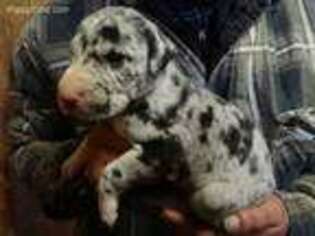 Great Dane Puppy for sale in Wills Point, TX, USA