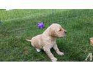 Labrador Retriever Puppy for sale in HERMISTON, OR, USA