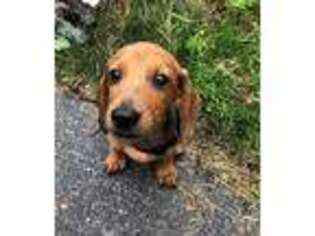 Dachshund Puppy for sale in Ipswich, MA, USA