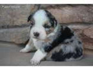 Australian Shepherd Puppy for sale in Parowan, UT, USA