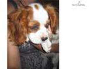 Cavalier King Charles Spaniel Puppy for sale in Eau Claire, WI, USA