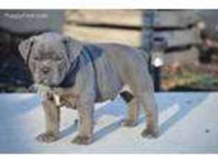 Olde English Bulldogge Puppy for sale in Denver, PA, USA