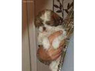Mal-Shi Puppy for sale in Rockaway, NJ, USA