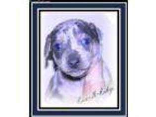 Harlequin Pinscher Puppy for sale in Texarkana, AR, USA