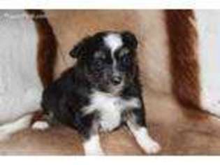 Miniature Australian Shepherd Puppy for sale in Lind, WA, USA