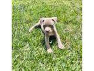 Mutt Puppy for sale in San Jacinto, CA, USA