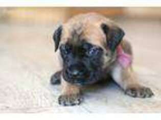 Mastiff Puppy for sale in Whittier, CA, USA
