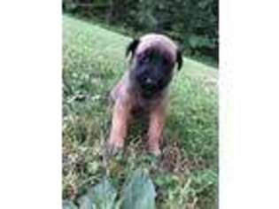 Belgian Malinois Puppy for sale in Archbold, OH, USA