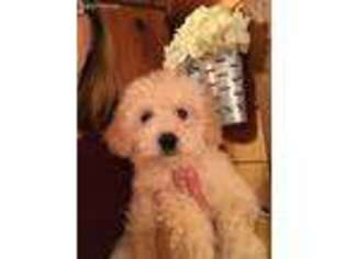 Goldendoodle Puppy for sale in Homer City, PA, USA