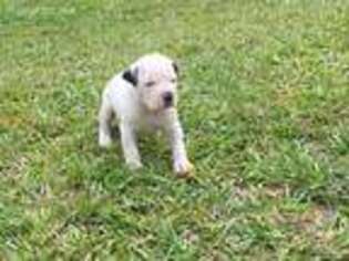 Alapaha Blue Blood Bulldog Puppy for sale in Kentwood, LA, USA