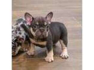 French Bulldog Puppy for sale in Weslaco, TX, USA