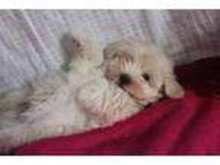 Havanese Puppy for sale in Broadway, VA, USA