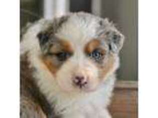 Australian Shepherd Puppy for sale in Burkburnett, TX, USA