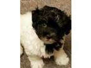 Havanese Puppy for sale in Penns Creek, PA, USA