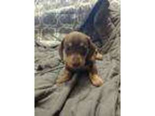 Dachshund Puppy for sale in Canyon Country, CA, USA