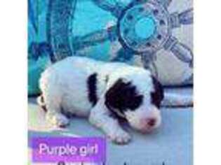 Mutt Puppy for sale in Travelers Rest, SC, USA