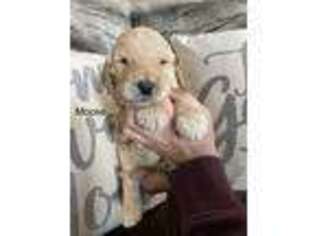 Goldendoodle Puppy for sale in Lamar, CO, USA