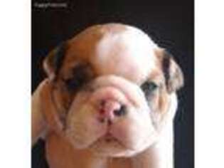 Bulldog Puppy for sale in Ozark, AR, USA