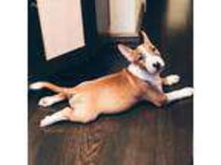 Bull Terrier Puppy for sale in Garden City, KS, USA