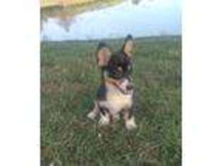 Pembroke Welsh Corgi Puppy for sale in West Union, OH, USA
