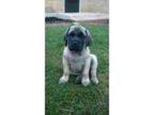 Mastiff Puppy for sale in Lindsay, OK, USA