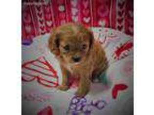 Cavachon Puppy for sale in Woonsocket, RI, USA
