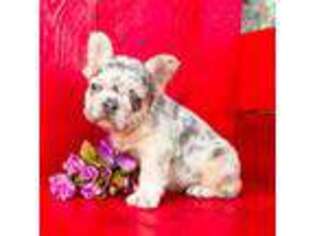 French Bulldog Puppy for sale in Berlin, OH, USA