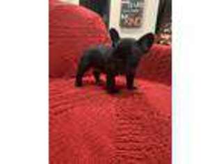 French Bulldog Puppy for sale in La Vernia, TX, USA