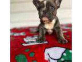 French Bulldog Puppy for sale in Mayo, FL, USA