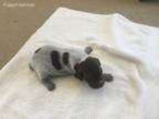German Shorthaired Pointer Puppy for sale in Hinckley, OH, USA