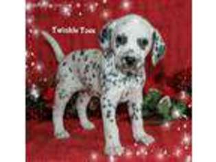 Dalmatian Puppy for sale in Wooster, OH, USA