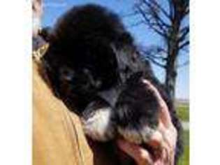 Newfoundland Puppy for sale in Jamestown, IN, USA