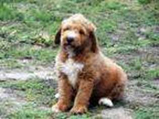 Labradoodle Puppy for sale in Anza, CA, USA