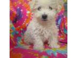 Bichon Frise Puppy for sale in Plymouth, IL, USA
