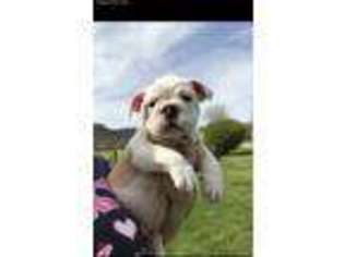 Bulldog Puppy for sale in Stanton, KY, USA
