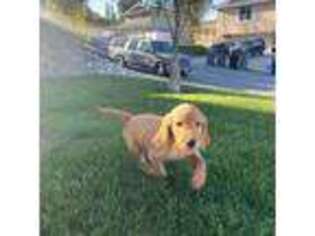 Goldendoodle Puppy for sale in Newhall, CA, USA