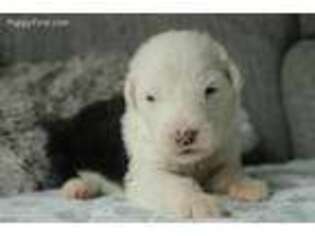 Old English Sheepdog Puppy for sale in Shipshewana, IN, USA