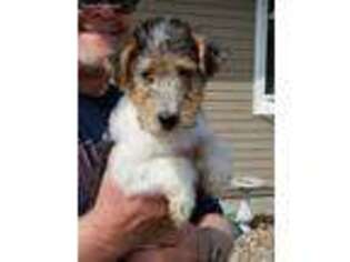 Mutt Puppy for sale in Pickstown, SD, USA