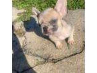 French Bulldog Puppy for sale in Essex, MD, USA