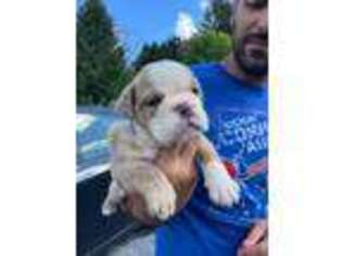 Bulldog Puppy for sale in Lehighton, PA, USA