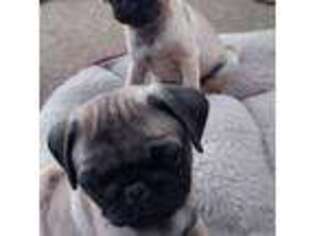 Pug Puppy for sale in Homer, NY, USA