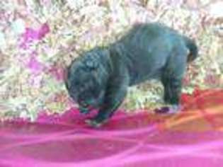 Cane Corso Puppy for sale in Concord, VA, USA