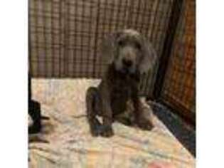 Great Dane Puppy for sale in Dublin, VA, USA