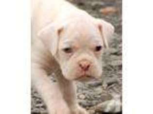 Boxer Puppy for sale in GRAHAM, WA, USA