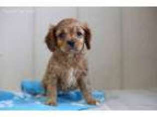 Cavapoo Puppy for sale in Baltic, OH, USA